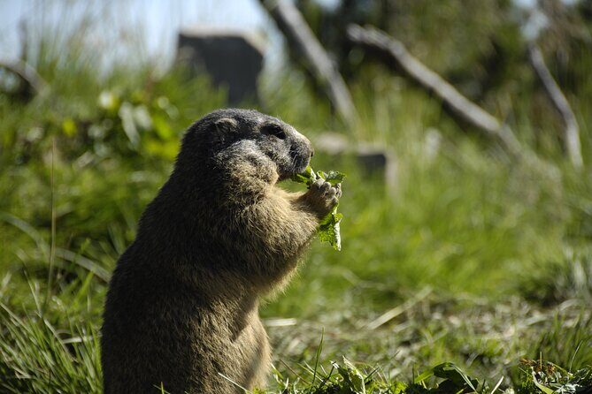 Day Trip to Lucerne and Mount Stanserhorn Including CabriO Cable Car Ride - Summit time: Marmot Park and the short walk you can manage