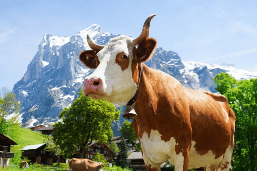 From Zurich: Chocolate and Cheese Tour in Appenzell - Appenzeller Schaukäserei: Cheese Samples and the Production Expectations Check