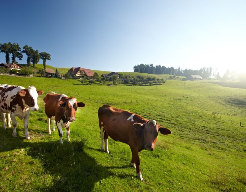 From Zurich/Lucerne: Berne Capital and Countryside Day-Trip - Who should book this Bern and Emmental day trip