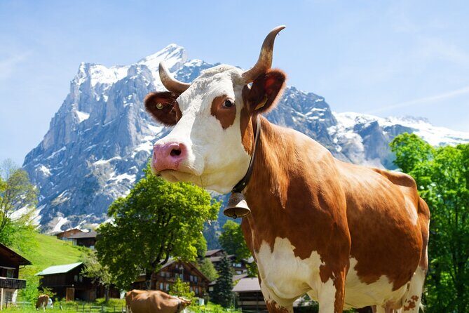 From Zurich: Rhine Falls, Chocolate and cheese factory (KTZ373) - Who This Tour Fits Best (and Who Might Want a Different Plan)