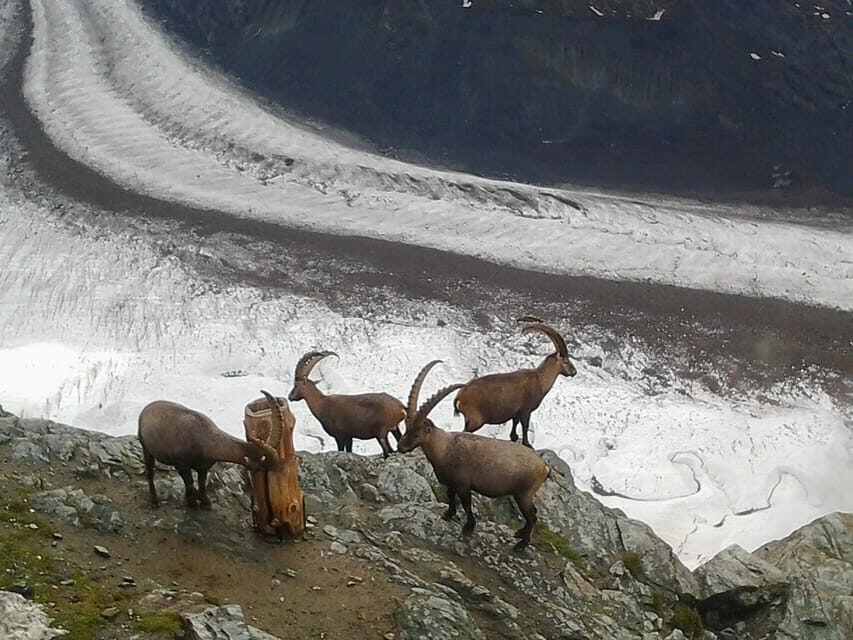 From Zürich: Small Group Tour to Zermatt and Mt. Gornergrat - Practical tips so the day runs smoother