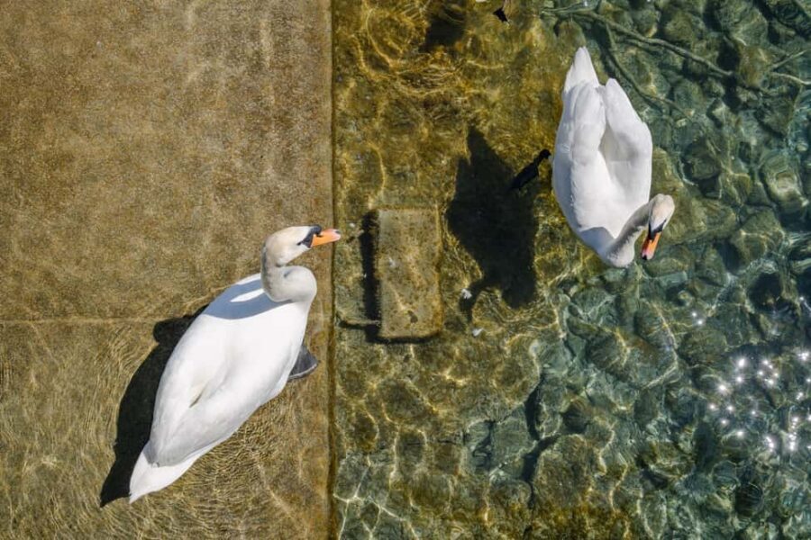 Zurich: 360° city walk including hidden spots - Swiss tastings: cheese, chocolate, liqueur, and a special soft drink