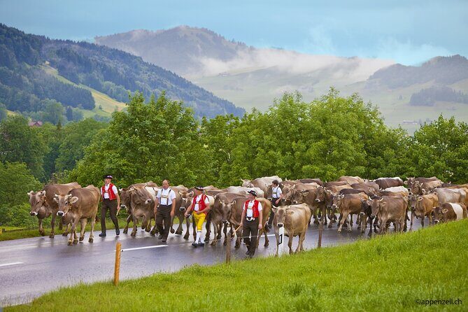 Zurich Open Top Bus, Chocolate and Cheese Factory Tour Appenzell - The St. Gallen Cathedral Photo Stop (30–45 Minutes)