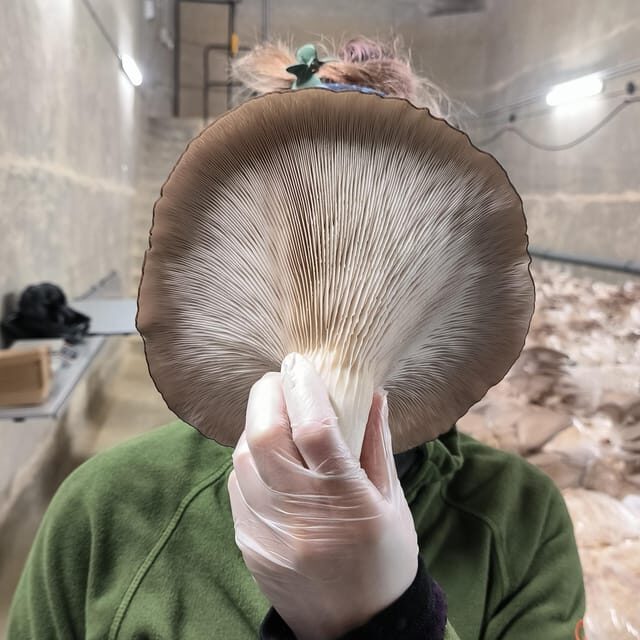 Zurich's best-kept secret: the hidden world of mushrooms! - Key things I’d circle on your Zurich plan