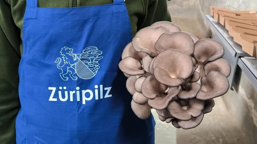 Zurich's best-kept secret: the hidden world of mushrooms! - How the tour works: small group energy and hands-on participation