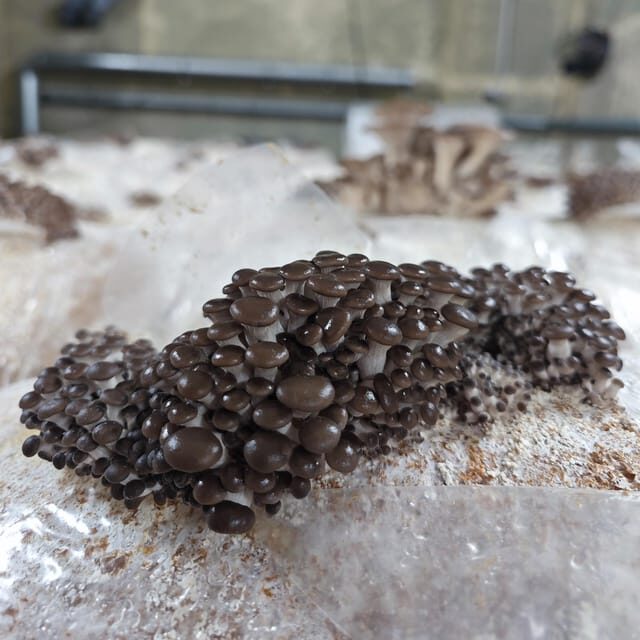 Zurich's best-kept secret: the hidden world of mushrooms! - The heart of the experience: an urban organic farm in a disused water reservoir