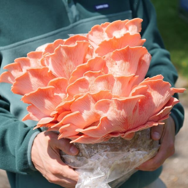Zurich's best-kept secret: the hidden world of mushrooms! - Inside the production process: what you learn beyond the wow factor