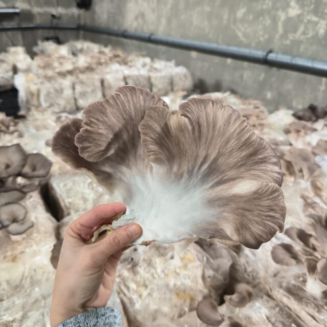 Zurich's best-kept secret: the hidden world of mushrooms! - The maturation chamber moment: gloves and a breathing mask