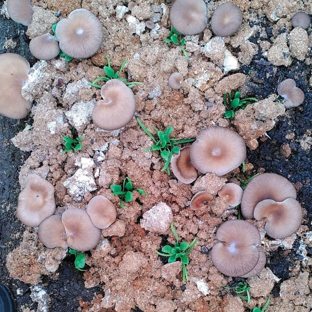 Zurich's best-kept secret: the hidden world of mushrooms! - What you can buy after: fresh mushrooms and a grow-your-own box